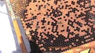 Miel ecológica - Miel de la Mata, apicultura ecológica certificada de producción española